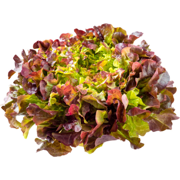 Lechuga Red Bowl Salad