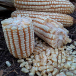 Maíz Blanco G105