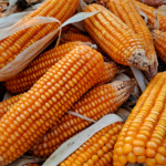 Maíz Tiburón Amarillo