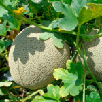 Melón El Grande