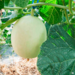 Melón Honeydew Greenflesh