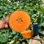 Melón Mamut