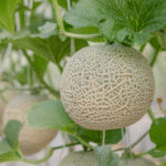 Melón Orión - Image 2