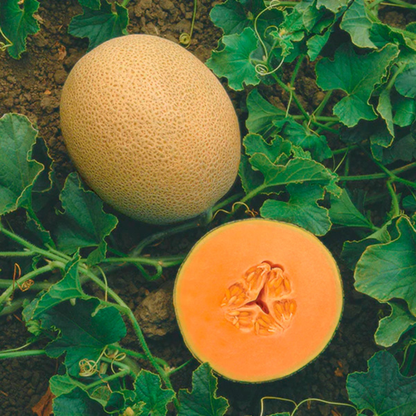 Melón Primo