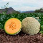 Melon Tarasco