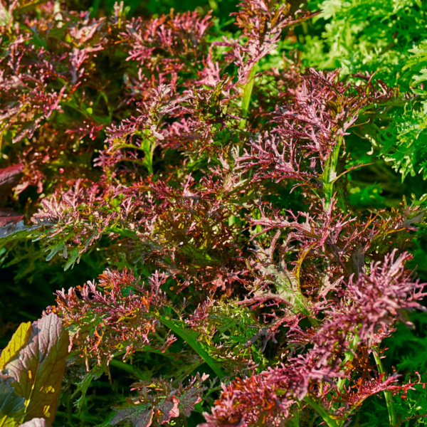 Mostaza Red Streaks