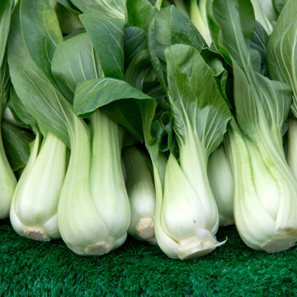 Pak Choi PK 02