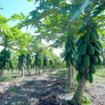 Papaya Maradol - Image 3