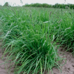 Pasto Orchardgrass