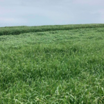 Pasto Ryegrass Anual Tetraploide