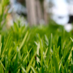 Pasto de Jardín