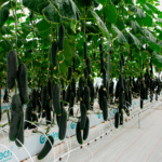 Pepino 7840 Anaconda