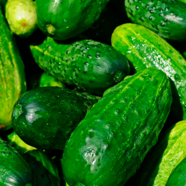 Pepino Calypso F-1