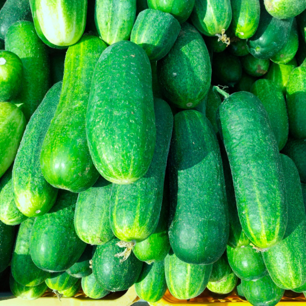Pepino Carolina