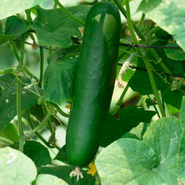 Pepino Celestino