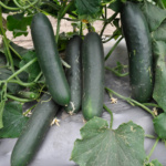 Pepino Naolin