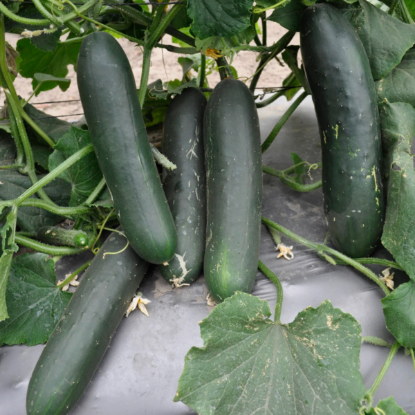 Pepino Naolin