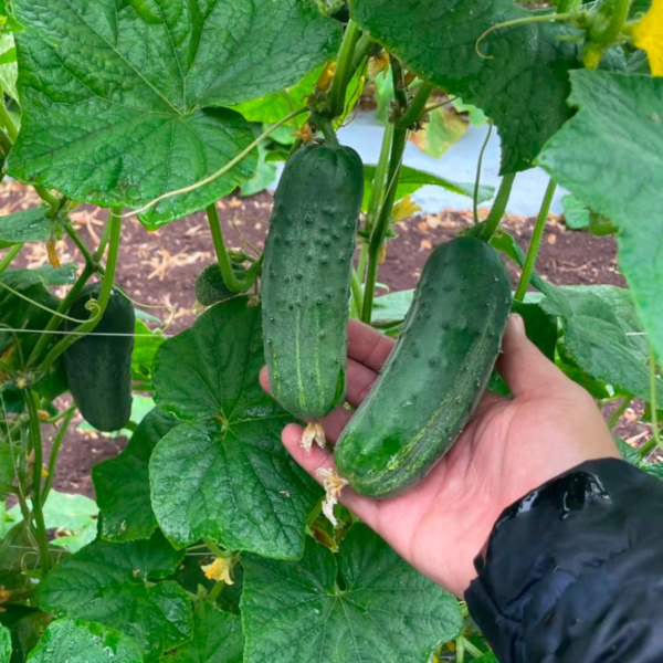 Pepino Pickle Super Max