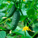 Pepino SMR 58