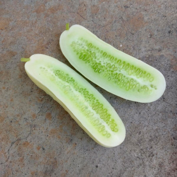 Pepino White Wonder