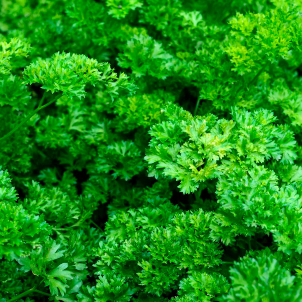 Perejil Chino Forest Green