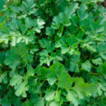 Perejil Italian Dark Green
