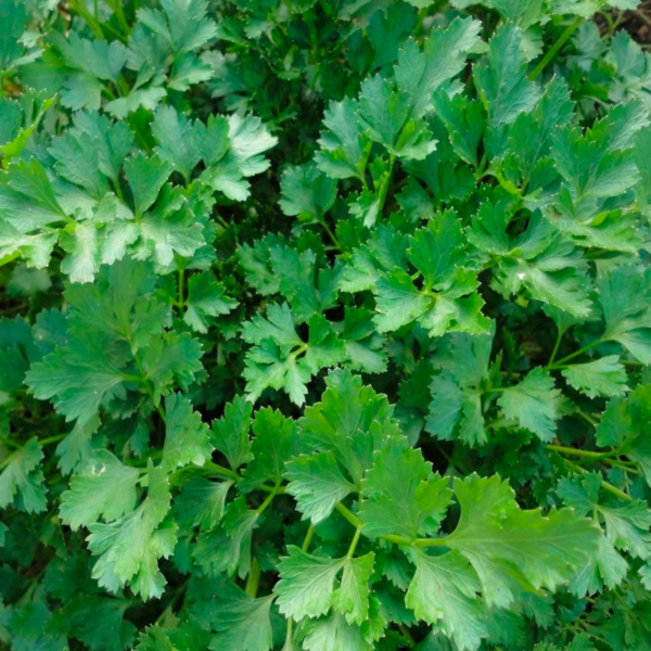Perejil Italian Dark Green