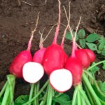 Rábano Ruby