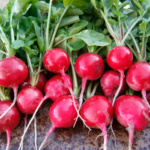 Rábano Ruby - Image 2