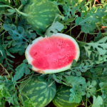 Sandia Crisp N Sweet