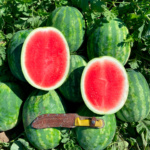 Sandia Deliciosa