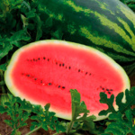 Sandia Estrella