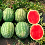 Sandia Excursión - Image 2