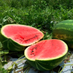 Sandia Magnifica