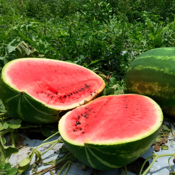 Sandia Magnifica