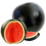 Sandia Peacock