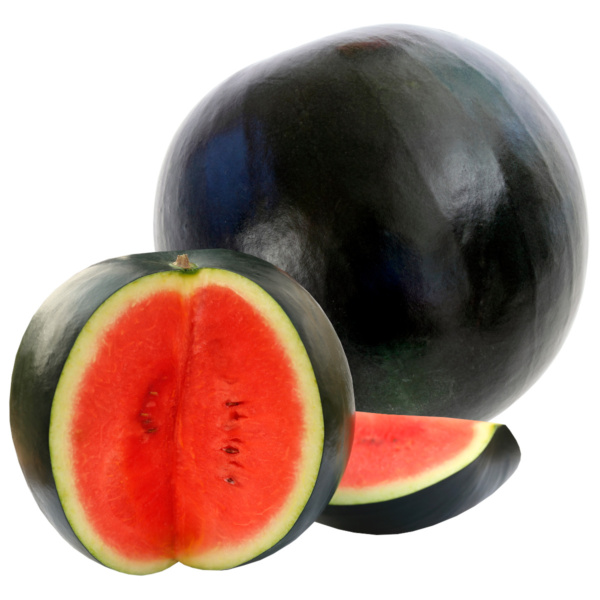 Sandia Peacock