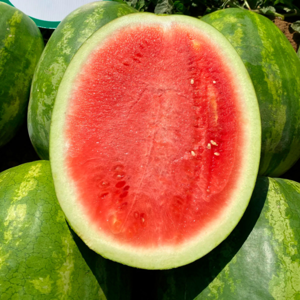 Sandia Sugar Red