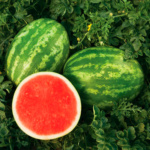 Sandia Sunsugar - Image 2