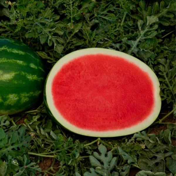 Sandia Sunsugar
