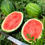 Sandia Virtue
