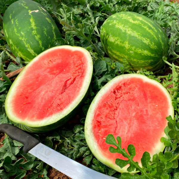 Sandia Virtue