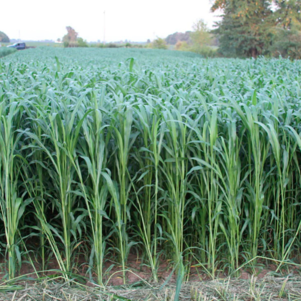 Sorgo Sweet Bites
