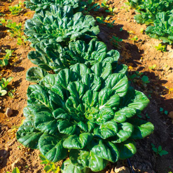 Tatsoi