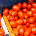 Tomate Determinado Namib