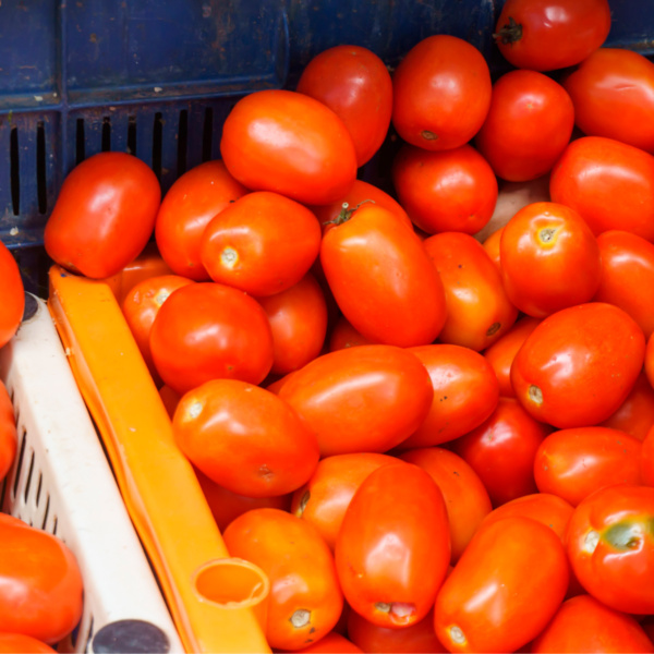 Tomate Determinado Namib