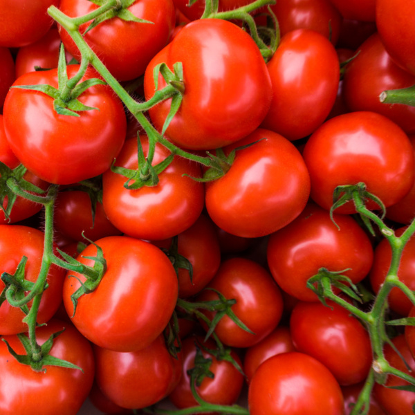 Tomate Floradade