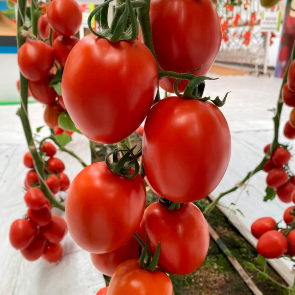 Tomate Guaynot