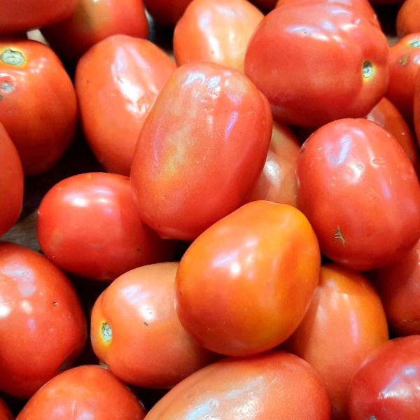 Tomate Indeterminado Kilates