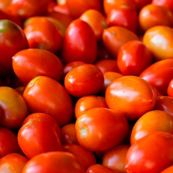 Tomate Indeterminado Mar TY
